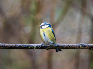Blue Tit Perched on a Branch in the Rain
