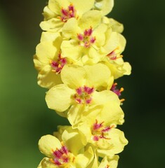 Obraz premium Beautiful wildflower Verbascum nigrum (dark mullein)