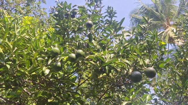Close up shot of three organic green oranges ripening on a leafy citrus tree branch in an orchard.