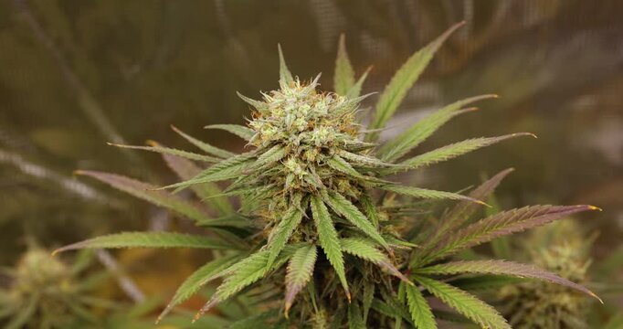 Marijuana Plant Flowering Indoor Cultivation