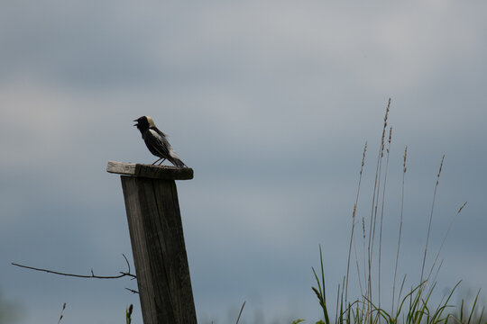 Bobolink perched atop a post at a nature center