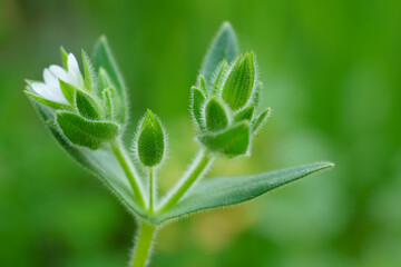 Close up of wild chickweed flower buds with hairy green stems and leaves in spring nature