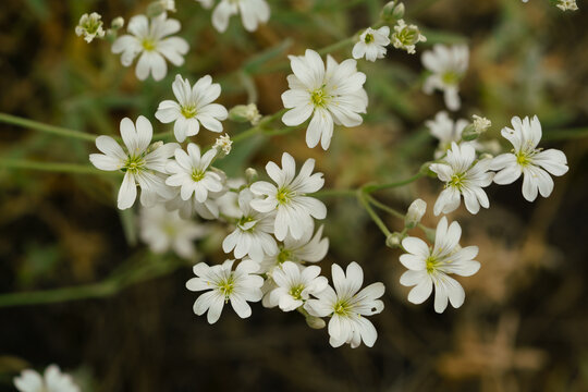 White field mouse-ear chickweed flowers blooming in spring meadow