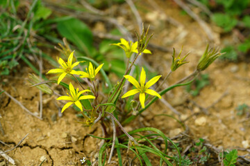 Yellow Gagea star-of-Bethlehem flowers blooming in dry cracked earth