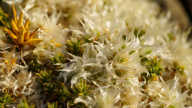Macro view of paronychia argentea plant with silvery white bracts and small yellow flowers