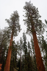 Fototapeta premium Sequoia National Park in California.The park is notable for its giant sequoia trees. United States
