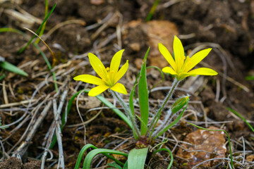 Yellow Gagea flowers blooming in brown soil during early spring nature scene