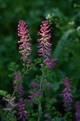 Two purple fumitory wildflowers blooming in a green meadow close up