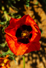 Top view close up of a vibrant red poppy flower blooming against a blurred earthy background