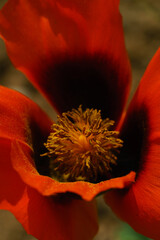 Macro view of vivid red poppy flower center with yellow stamens