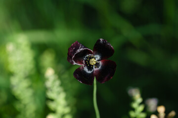 Dark purple black poppy flower blooming in green garden with soft bokeh