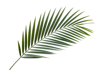 Fototapeta premium Palm Frond in Tropical Style with Soft Natural Lighting on White Background for Summer Decor