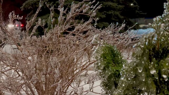 Beautifully frozen drops on tree branches