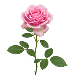 Naklejka premium A delicate pink rose with soft petals and vibrant green leaves.