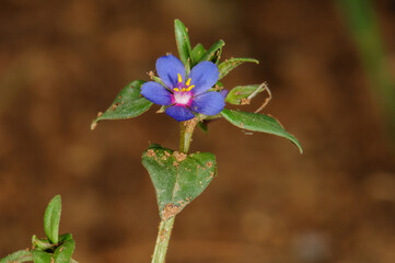 Small Blue Pimpernel Wildflower With Green Leaves And Soil Particles Against Blurred Brown Background