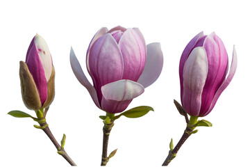 Fototapeta premium Magnolia flowers in various stages of bloom with soft pink petals in natural light on white background for floral design