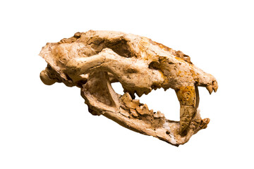 The skull of the saber-toothed tiger Machairoda (Latin Machairodus irtyshensis) is isolated on a white background. Paleontology Late Miocene fossil animals of the ancient world. © Victor1153