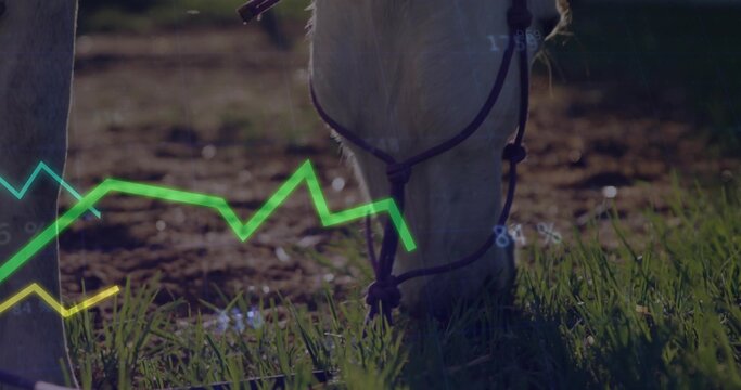 Grazing light-colored horse wearing dark halter and lead rope in pasture, displaying overlay charts