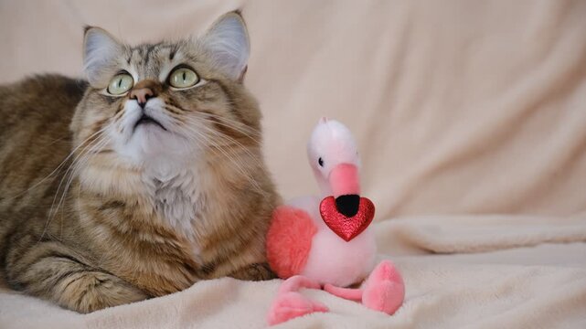 Cute tabby cat with stuffed toy flamingo and red heart. Happy Valentines Day. Relaxing kitten basking in morning sun, cozy home. Atmospheric mood. Contented cat