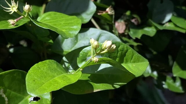 Close up of green jasmine flower buds swaying gently in the wind under natural sunlight.