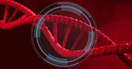 Fotobehang Vlees Displaying red double-helix DNA strand rotating in scientific visualization, with blue HUD overlay  © vectorfusionart