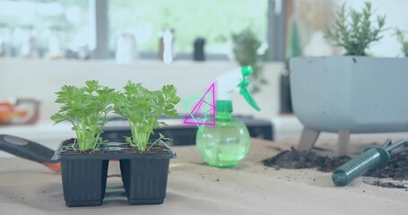 Showing black tray with two herb sprouts on paper-counter in kitchen, with spray, soil, copy space