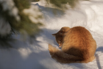 Obraz premium Winter Patrol at the Edge of Home: A Ginger Cat, His Caught Mouse, and the Quiet Regulation of Life in the Snow