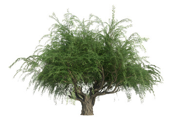 Flourishing Green Tree with Delicate Branches isolated on transparent background