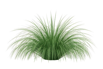 Lush Green Ornamental Grass Bush, Garden Plant, Isolated on Transparent Background