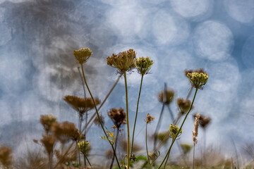 Queen Anne's Lace growing on a Cornish cliff top, with the ocean defocused in the distance behind