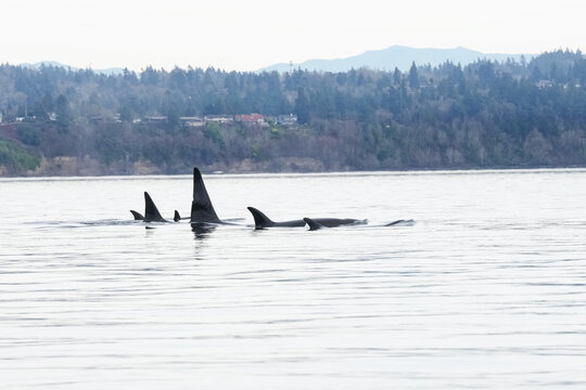 Bigg's Orca whales, including Thor, doing a close pass near Vashon Island , Seattle. Taken from shore on January 31, 2026 T46's