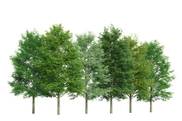 Group of green leafy trees with full foliage isolated on transparent background