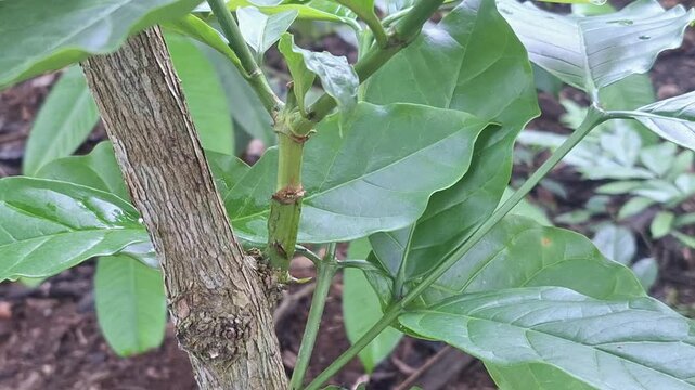 close up  A clear view of a successful coffee tree graft union, showing the integration of a new scion onto a sturdy rootstock to improve crop quality.