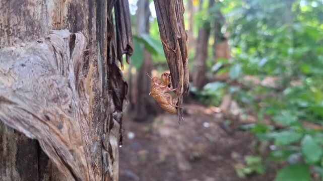 A natural discovery of an abandoned cicada exoskeleton (exuviae) clinging to the rough bark of a tree after the molting process.