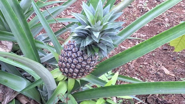 A high-angle shot of a developing pineapple fruit surrounded by its sharp, long green leaves in a sunny agricultural field.