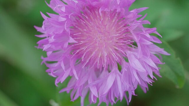 Purple flower of Stokesia's aster (Stokesia laevis) close-up. Slow motion