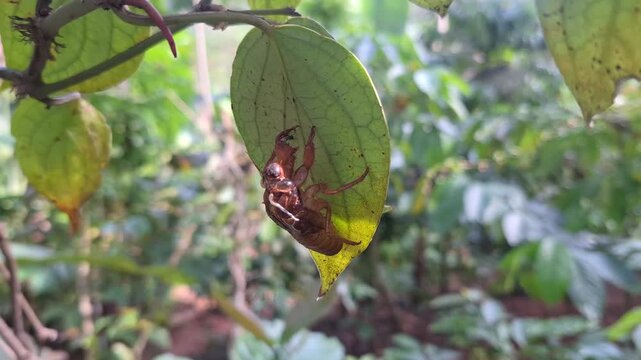 A rare sight of a cicada exoskeleton left underneath a green leaf, showcasing the final stage of insect molting in a home garden.