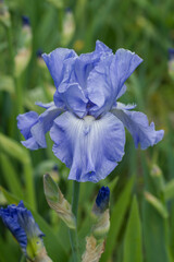 flowering iris plants