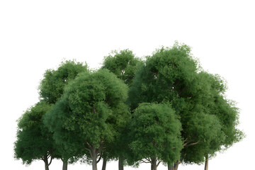 Green leafy tree with dense foliage isolated on transparent background