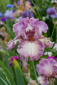 flowering iris plants