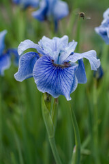 flowering iris plants