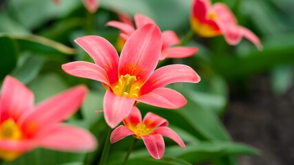 Close-up shot of red tulips flowering in the garden.