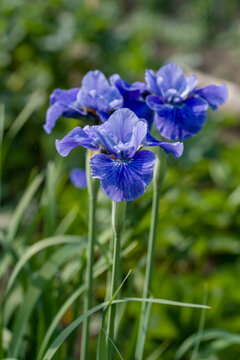 flowering iris plants