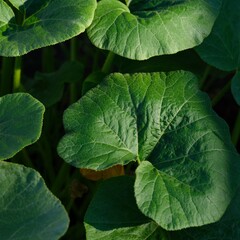 Green leaves of zucchini plant in the garden. Close-up
