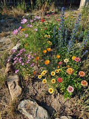 Flower mix for dry soil with Centaury, Cosmos, Eschscholtzia, Layia, Viper's bugloss, and Zinnia