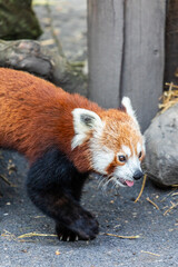 Red Panda Walking Through Naturalistic Enclosure at Zoo