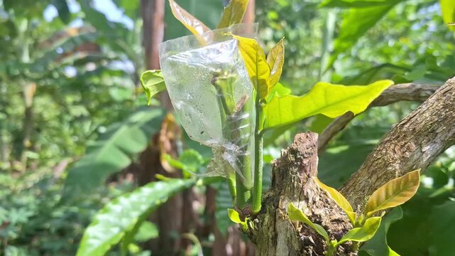 Close-up footage of a coffee tree grafting site protected by plastic, highlighting the careful steps taken in modern tropical agriculture to improve yields.