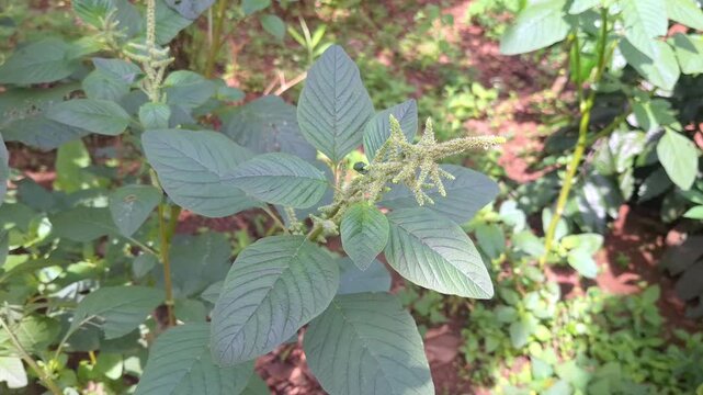 A top-down view of a vibrant and healthy green amaranth plant showing thick foliage and a developing flower spike in a fertile garden.