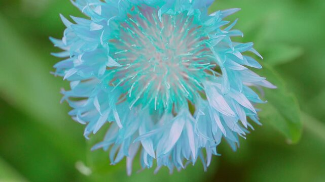 Flower of Stokesia's aster (Stokesia laevis) close-up. Slow motion