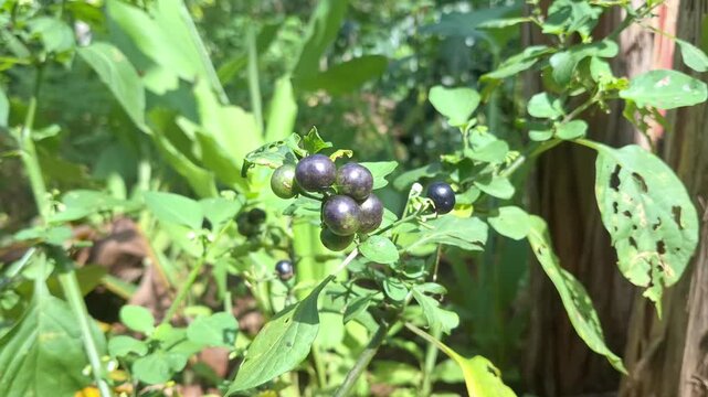 Footage of a Black Nightshade (Solanum nigrum) or Ranti plant featuring small dark berries and green leaves in a tropical garden setting.